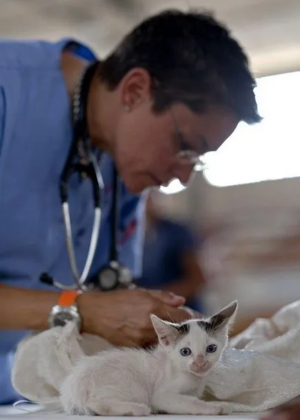 Felkészülés a kutyák és macskák vakcinálás
