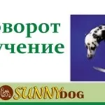 Як навчити собаку команді «перекид» або «бух» (команді) Як навчити собаку команді «перекид» або «бух»
