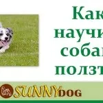 Як навчити собаку команді «перекид» або «бух» (перекид) Як навчити собаку команді «перекид» або «бух»