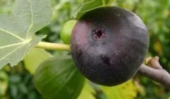 Як називається плід пшениці