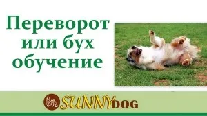 Як навчити собаку команді «перекид» або «бух» (команді) Як навчити собаку команді «перекид» або «бух»