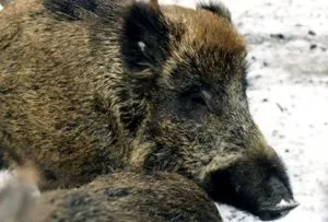 Як не потонути в болоті
