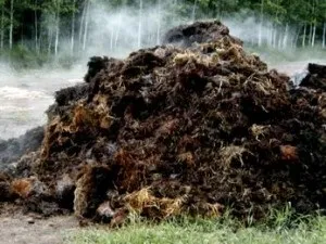 Яке біопаливо використовувати в парниках шістсот рад (кінський гній коров'ячий) Яке біопаливо використовувати в парниках шістсот рад