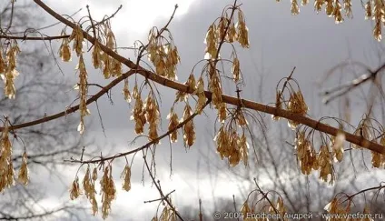Як називається дерево з вертолетіка (вертолетіка) Як називається дерево з вертолетіка