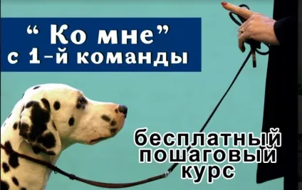 Як навчити собаку команді «перекид» або «бух» (навчити) Як навчити собаку команді «перекид» або «бух»
