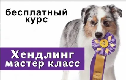 Як навчити собаку команді «перекид» або «бух» (собаку) Як навчити собаку команді «перекид» або «бух»