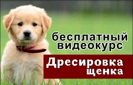 Як навчити собаку команді «перекид» або «бух» (перекид) Як навчити собаку команді «перекид» або «бух»