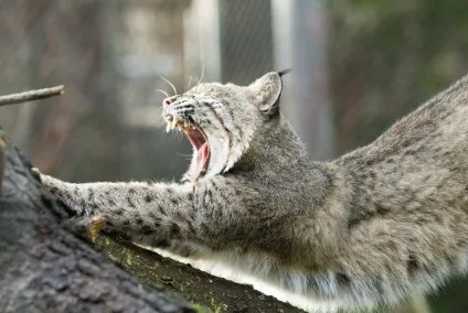 Як забезпечити собі напад позіхання, приколісти в картинках (собі) Як забезпечити собі напад позіхання, приколісти в картинках