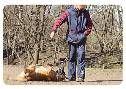 Як навчити собаку перекидатися зооінформ-сіті (собаку) Як навчити собаку перекидатися зооінформ-сіті