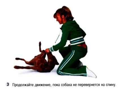 Як навчити собаку команді кувиркнісь (собаку) Як навчити собаку команді кувиркнісь
