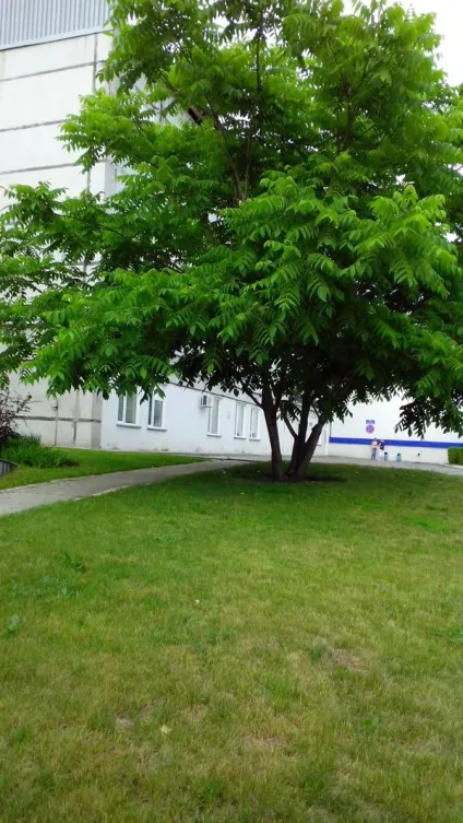 Як називається дерево на фото відповіді експертів (фото) Як називається дерево на фото відповіді експертів