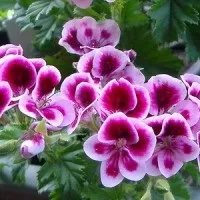 Рододендрони - успішне вирощування і секрети догляду за рослиною!