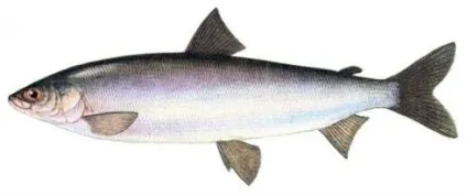 Риба омуль (coregonus autumnalis)