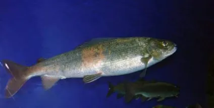 Риба омуль (coregonus autumnalis)