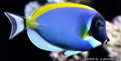 Риба-хірург - небезпечне створення червоного моря - 13 фото - картинки - фото світ природи (моря) Риба-хірург - небезпечне створення червоного моря - 13 фото - картинки - фото світ природи