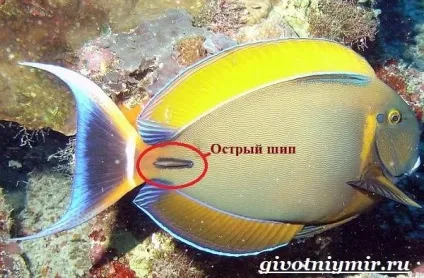 Риба хірург 1