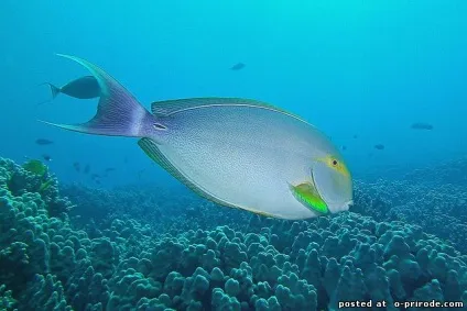 Риба-хірург - небезпечне створення червоного моря - 13 фото - картинки - фото світ природи (риба-хірург) Риба-хірург - небезпечне створення червоного моря - 13 фото - картинки - фото світ природи