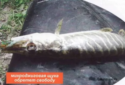 рибальський закон