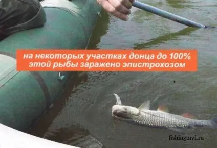 рибальський закон