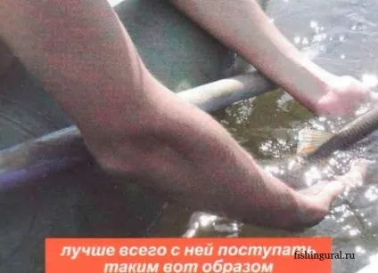 рибальський закон