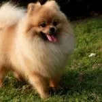 descriere rasa Pomeranian, natura și caracteristicile de comportament, îngrijirea câinelui