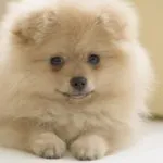 descriere rasa Pomeranian, natura și caracteristicile de comportament, îngrijirea câinelui