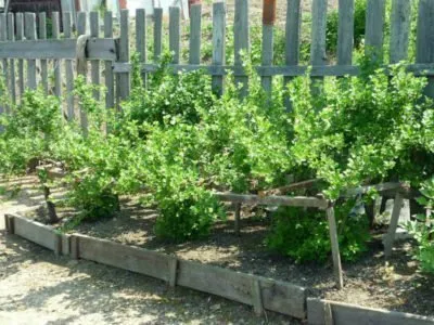 Полезни цариградско грозде - грижи и отглеждане подробно започващи с подготовка на обекта за засаждане, довършителни