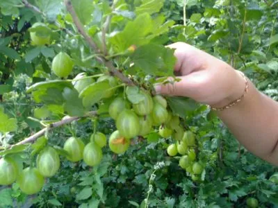 Полезни цариградско грозде - грижи и отглеждане подробно започващи с подготовка на обекта за засаждане, довършителни