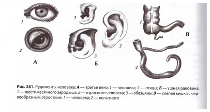 Положення людини в системі тваринного світу