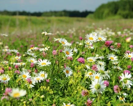 flori sălbatice, fotografii de flori