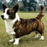 Kutyafajták Cardigan Welsh Corgi