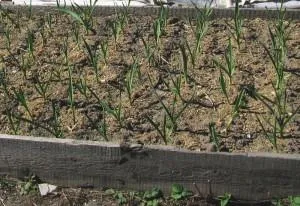 Plantarea de usturoi de iarnă în toamna și primăvara, sovetyli