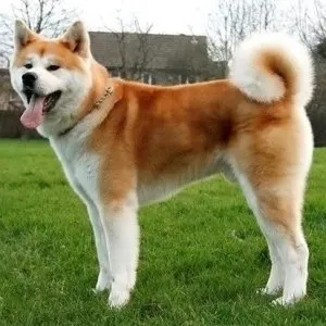 Câine rasa Akita Inu - o rasa japoneza veche, cu un aspect strălucitor