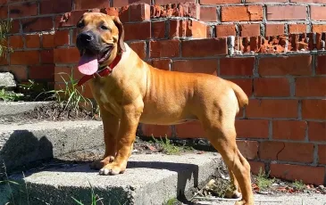 порода куче Южна Африка boerboel порода снимка и описание