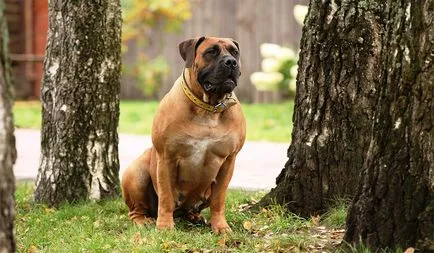 порода куче Южна Африка boerboel порода снимка и описание