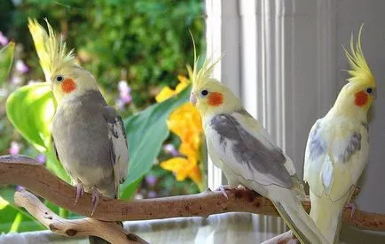 Parrot cockatiel szabályokat az ápolási és karbantartási az otthon