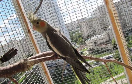 Parrot cockatiel szabályokat az ápolási és karbantartási az otthon