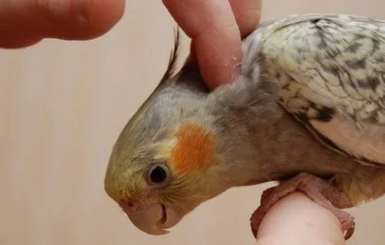 Parrot cockatiel szabályokat az ápolási és karbantartási az otthon