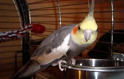 Parrot cockatiel szabályokat az ápolási és karbantartási az otthon