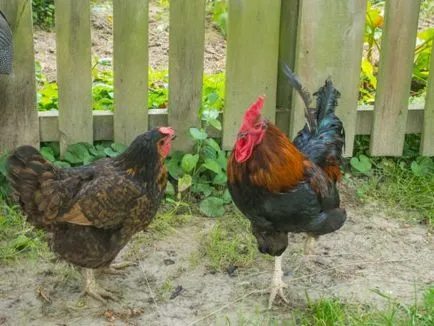 Breed csirkék velzumer leírás, fotók