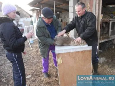 Правилната ваксинация на зайци