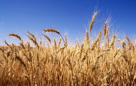 Króm Vitaminok fogyás, a nevet, adagolás, hiánya tünetek