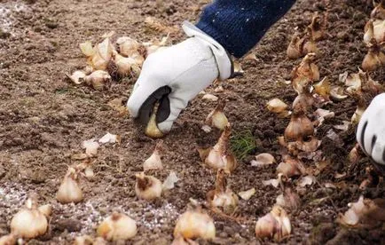 Feltételek ellátás nárciszhagymák virágzás után