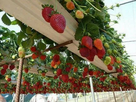 Reguli căpșuni în creștere în timpul anului cu efect de seră