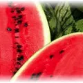 Oltás görögdinnye tök - a fő módszerek és ötletek