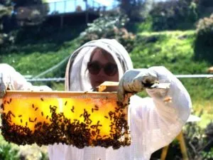 Bejelentkezés a méhek rajzása a méhkaptár
