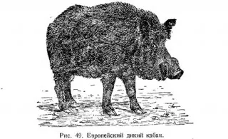 Произходът на свинете