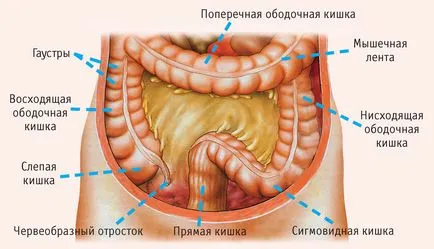 Az eljárás diagnosztikai endoszkópia