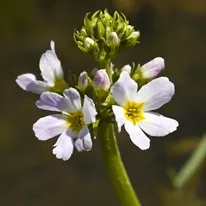 Plante pentru iazuri