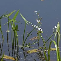 Tavak növényei